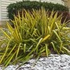 Yucca Flaccida Golden Sword -Promesse Fleurs Boutique Yucca flaccida Golden Sword 83487 1