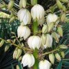 Yucca Gloriosa - Dague Espagnole 2 Yucca Gloriosa - Dague Espagnole -Promesse Fleurs Boutique Yucca gloriosa 83488 1