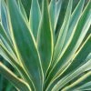 Yucca Gloriosa Variegata - Dague Espagnole 2 Yucca Gloriosa Variegata - Dague Espagnole -Promesse Fleurs Boutique Yucca gloriosa Variegata 82238 1