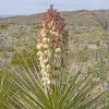 Yucca Torreyi - Yucca De Torrey 1 Yucca Torreyi - Yucca De Torrey -Promesse Fleurs Boutique Yucca torreyi de Torrey copyright 17170 1