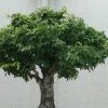 Zelkova Serrata Green Vase - Orme De Sibérie 2 Zelkova Serrata Green Vase - Orme De Sibérie -Promesse Fleurs Boutique Zelkova serrata Green Vase 781528 1