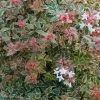 Abelia Grandiflora Tricolor Charm 2 Abelia Grandiflora Tricolor Charm -Promesse Fleurs Boutique abelia grandiflora tricolor charm 15366 1