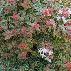 Abelia Grandiflora Tricolor Charm