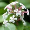 Abelia Mosanensis Monia - Abélia Parfumé 2 Abelia Mosanensis Monia - Abélia Parfumé -Promesse Fleurs Boutique abelia mosanensis monia 83903 3