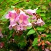 Abelia Parviflora Bumble Bee -Promesse Fleurs Boutique abelia parviflora bumble bee 85981 1