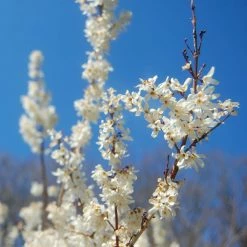 Forsythia Blanc De Corée, Abeliophyllum Distichum