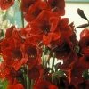 Amaryllis Benfica -Promesse Fleurs Boutique amaryllis benfica 56615 1