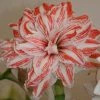Amaryllis Double Dancing Queen -Promesse Fleurs Boutique amaryllis double dancing queen 56962 1
