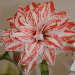 Amaryllis Double Dancing Queen