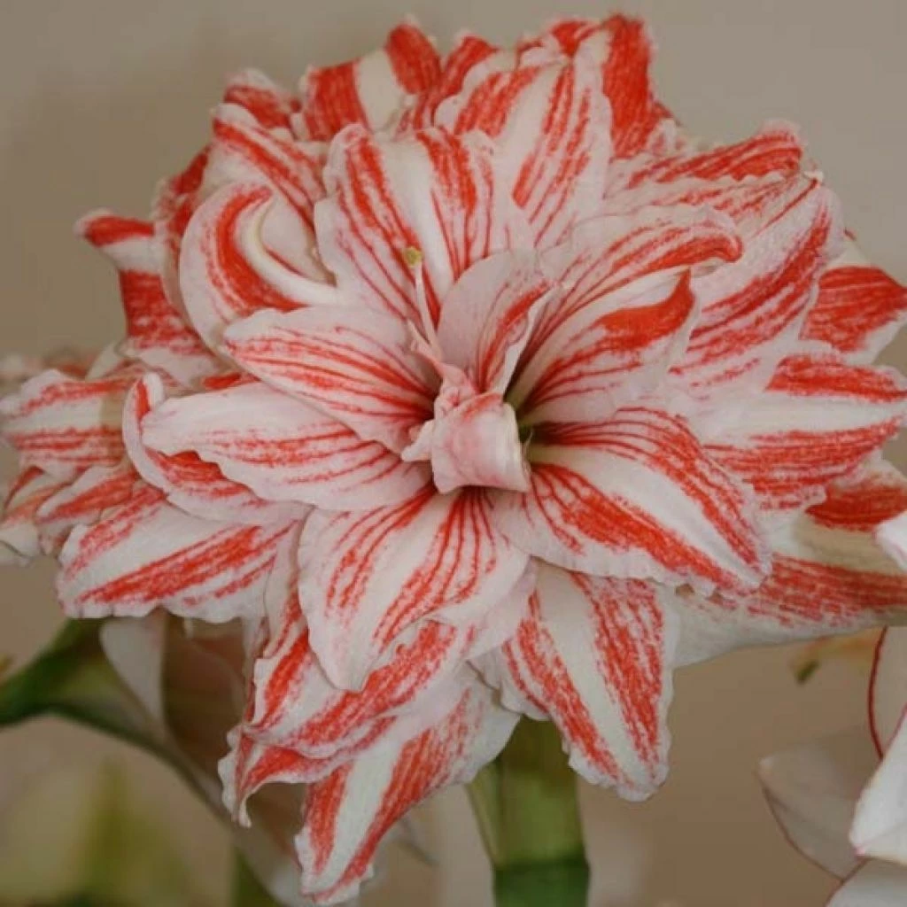 Amaryllis Double Dancing Queen 3 Amaryllis Double Dancing Queen