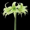 Amaryllis Evergreen -Promesse Fleurs Boutique amaryllis evergreen 56967 1