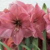 Amaryllis Hercule -Promesse Fleurs Boutique amaryllis hercule 56618 1