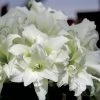 Amaryllis Double Ice Queen 1 Amaryllis Double Ice Queen -Promesse Fleurs Boutique amaryllis ice king 56647 1