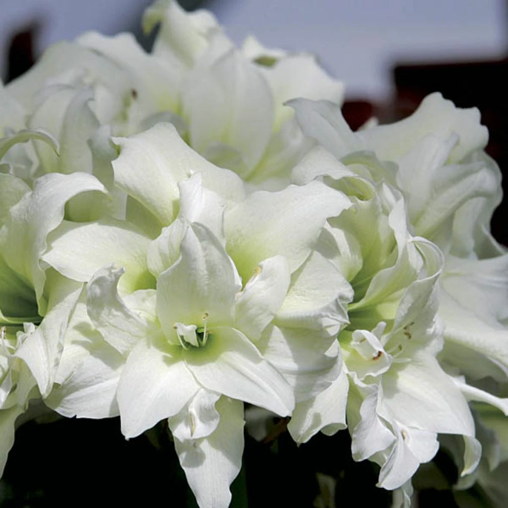 Amaryllis Double Ice Queen 3 Amaryllis Double Ice Queen