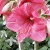 Amaryllis Pink Surprise 2 Amaryllis Pink Surprise -Promesse Fleurs Boutique amaryllis pink sensation 56961 1