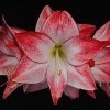 Amaryllis Spotlight* 2 Amaryllis Spotlight* -Promesse Fleurs Boutique amaryllis spotlight 56702 1