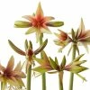Amaryllis Wild Amazone - Hippeastrum 1 Amaryllis Wild Amazone - Hippeastrum -Promesse Fleurs Boutique amaryllis wild amazone hippeastrum copyright 15926 1