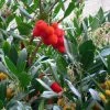 Arbutus Unedo - Arbousier 1 Arbutus Unedo - Arbousier -Promesse Fleurs Boutique arbutus unedo 781557 5
