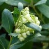 Arbutus Unedo Compacta - Arbousier -Promesse Fleurs Boutique arbutus unedo compacta 83240 3
