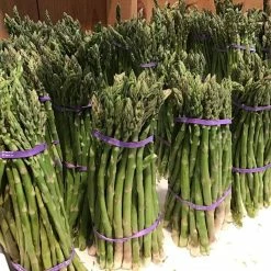 Asperge Verte Rambo - Asparagus Officinalis