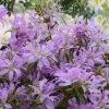 Azalée Du Japon Koromo Shikibu - Rhododendron Hybride