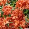 Azalée De Chine Fire Ball - Rhododendron Hybride Orange Vif -Promesse Fleurs Boutique azalee fireball 781686 1