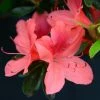 Azalée Japonaise Tamanini - Rhododendron Hybride -Promesse Fleurs Boutique azalee japonaise tamanini 85724 1