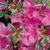 Azalée Du Japon Silver Queen - Rhododendron Hybride 1 Azalée Du Japon Silver Queen - Rhododendron Hybride -Promesse Fleurs Boutique azalee silver queen 781703 1