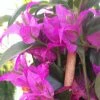 Bougainvillier Glabra Sanderiana 2 Bougainvillier Glabra Sanderiana -Promesse Fleurs Boutique bougainvillee glabra sanderiana 87011 1