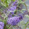 Buddleia Davidii Nanho Blue - Arbre Aux Papillons Nain -Promesse Fleurs Boutique buddleia davidii nanho blue 80060 2