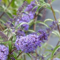 Buddleia Davidii Nanho Blue - Arbre Aux Papillons Nain