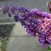 Buddleia Flower Power (Bicolor) - Arbre Aux Papillons 1 Buddleia Flower Power (Bicolor) - Arbre Aux Papillons -Promesse Fleurs Boutique buddleia flower power bicolor 781565 3