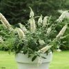 Buddleia White Chip - Arbre Aux Papillons Nain -Promesse Fleurs Boutique buddleia ice chip 80061 1