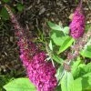 Buddleia Miss Ruby - Buddleia Nain -Promesse Fleurs Boutique buddleia miss ruby 9712 1
