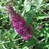 Buddleia Davidii Summer Beauty -Promesse Fleurs Boutique buddleia summer beauty 7827 1