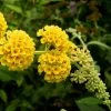 Buddleia Weyeriana Sungold - Arbre Aux Papillons -Promesse Fleurs Boutique buddleia wayeriana sungold 9603 1 1