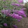 Buddleja Davidii Argus Velvet -Promesse Fleurs Boutique buddleja davidii argus velvet 86142 3