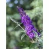 Buddleja Psychedelic Sky - Arbre Aux Papillons 1 Buddleja Psychedelic Sky - Arbre Aux Papillons -Promesse Fleurs Boutique buddleja psychedelic sky 100418 1