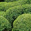 Buis Boule - Buxus Sempervirens 1 Buis Boule - Buxus Sempervirens -Promesse Fleurs Boutique buis double buxus sempervirens 7524 2