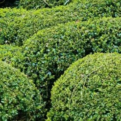 Buis Boule - Buxus Sempervirens