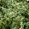 Buis Commun Panaché - Buxus Sempervirens Elegans 2 Buis Commun Panaché - Buxus Sempervirens Elegans -Promesse Fleurs Boutique buxus sempervirens elegans 83975 2