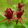 Calycanthus Floridus - Arbre Aux Anémones -Promesse Fleurs Boutique calycanthus floridus 9656 4
