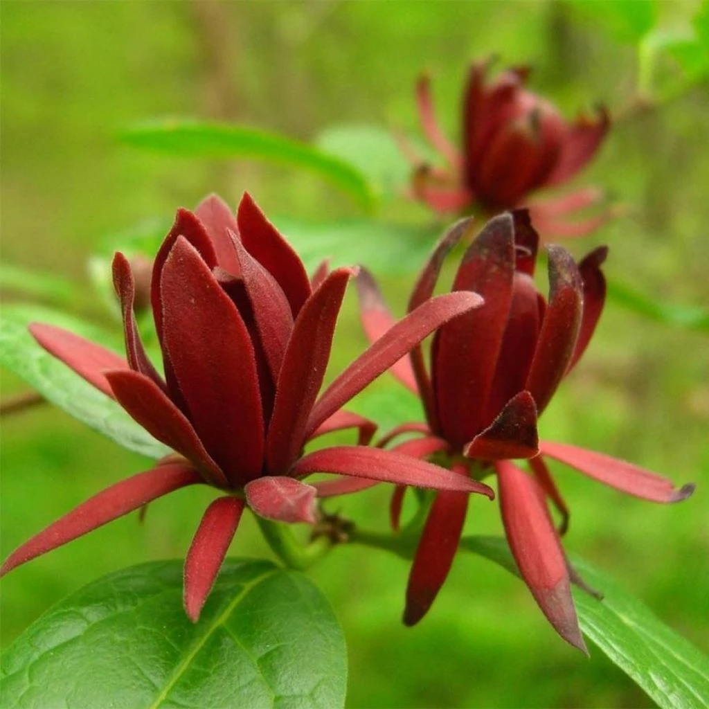 Calycanthus Floridus - Arbre Aux Anémones 3 Calycanthus Floridus - Arbre Aux Anémones