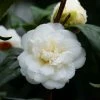 Camélia Nobilissima - Camellia Japonica 2 Camélia Nobilissima - Camellia Japonica -Promesse Fleurs Boutique camelia nobilissima 82825 3