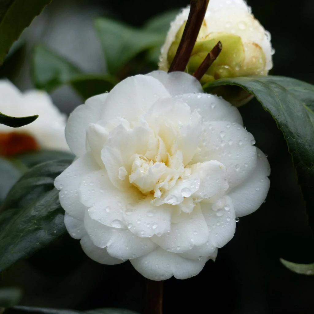 Camélia Nobilissima - Camellia Japonica 3 Camélia Nobilissima - Camellia Japonica