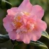 Camélia Paddy's Perfumed - Camellia Japonica 1 Camélia Paddy's Perfumed - Camellia Japonica -Promesse Fleurs Boutique camelia paddy s perfumed 83533 1