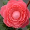 Camélia Valtevareda - Camellia Japonica 2 Camélia Valtevareda - Camellia Japonica -Promesse Fleurs Boutique camelia valtevareda 85524 1