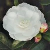 Camélia D'automne - Camellia Sasanqua Early Pearly 2 Camélia D'automne - Camellia Sasanqua Early Pearly -Promesse Fleurs Boutique camellia sasanqua early pearly 7976 1