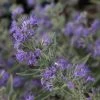 Caryopteris Clandonensis Ferndown - Spirée Bleue -Promesse Fleurs Boutique caryopteris clandonensis ferndown 86239 1