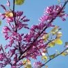 Cercis Siliquastrum - Arbre De Judée 1 Cercis Siliquastrum - Arbre De Judée -Promesse Fleurs Boutique cercis Siliquastrum ld miluz 7583 1